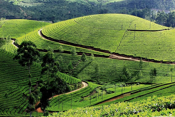 Tea Garden